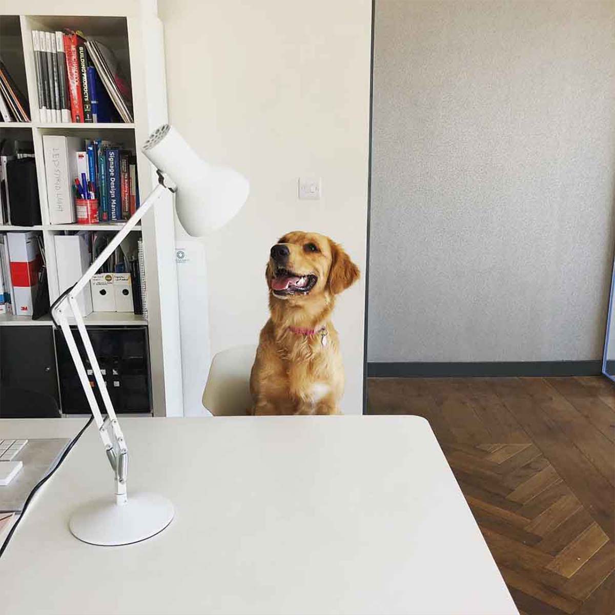 Anglepoise Type 75 Mini Tischleuchte, H: max. 70 cm, Alpine White Anglepoise Type 75 Mini Tischleuchte, H: max. 70 cm, Slate Grey